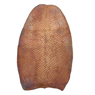 Veg Tan Beaver Tails