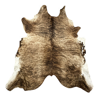 Hair on Cow - 31